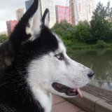 Зоопсихология